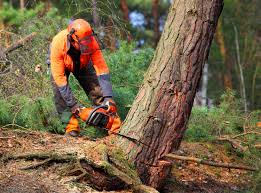 Best Tree Disease Treatment  in Central Square, NY
