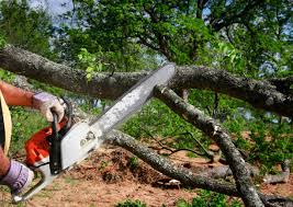 Best Utility Line Clearance  in Central Square, NY