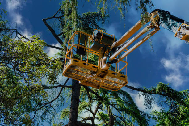 Best Hazardous Tree Removal  in Central Square, NY