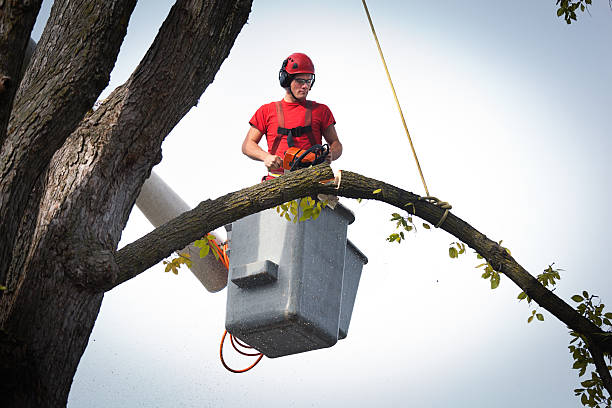 Best Aeration Services  in Central Square, NY