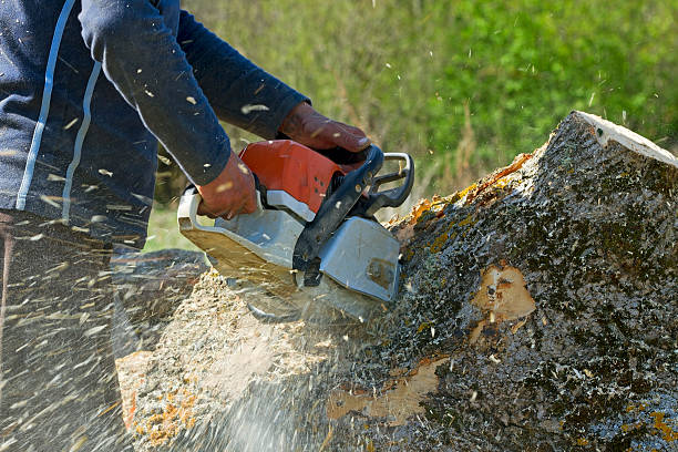Best Lawn Renovation and Restoration  in Central Square, NY